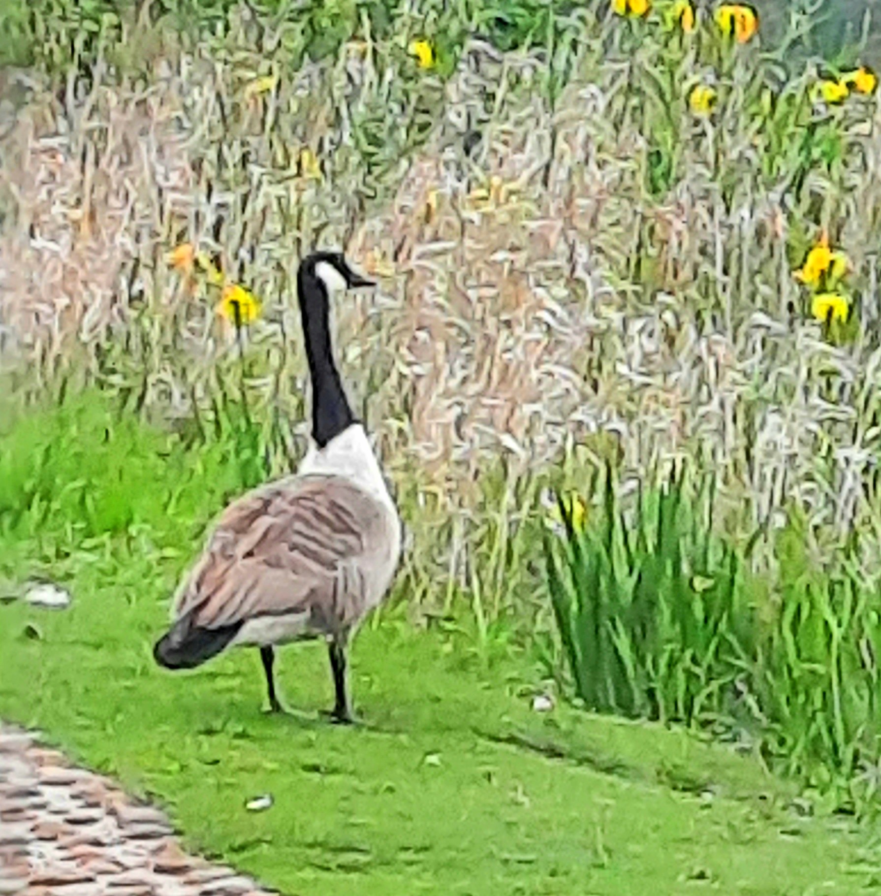 Ducks in Nene Park
