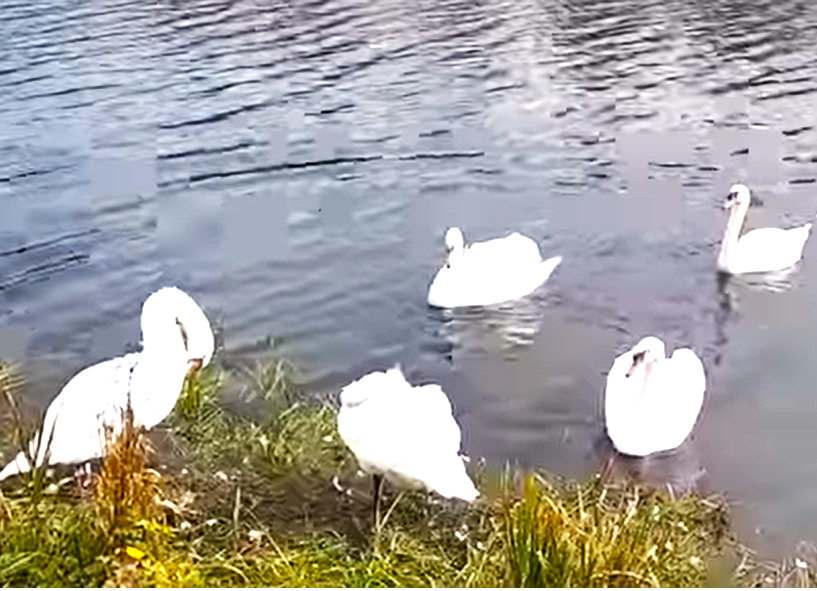 Ducks and swans nene, park ferry meadows, Peterborough, Routes to Nene park