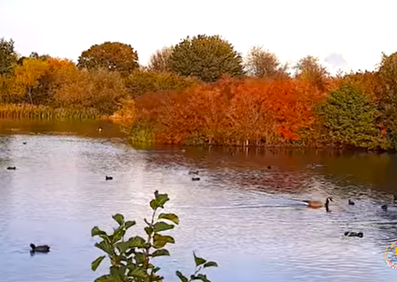 Autumn at nene park, ferry meadows
